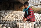 特色种植促增收